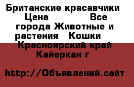 Британские красавчики › Цена ­ 35 000 - Все города Животные и растения » Кошки   . Красноярский край,Кайеркан г.